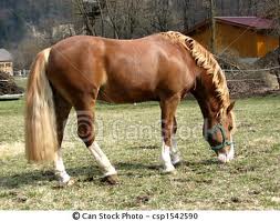 welsh cob kon