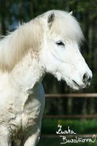islandsky-pony.jpg